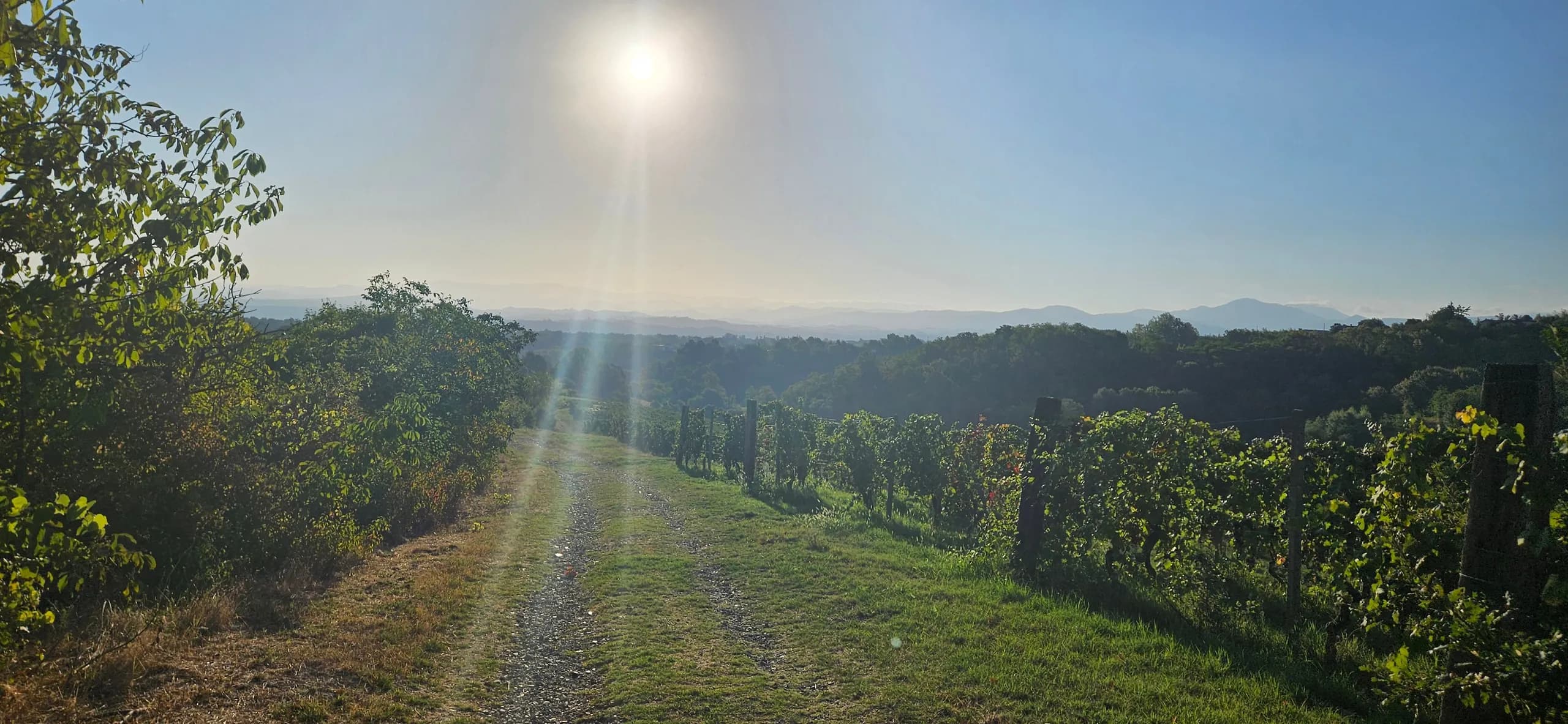 A grassy path between the vines in morning sun, with hills and mountains beyond, Monferrato